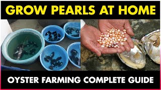 How to grow Pearls at Home  Oyster Farming at Home [upl. by Jemine]