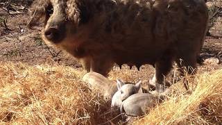 Mangalica pigs in Portugal Quinta 1001 Patas [upl. by Jarek201]