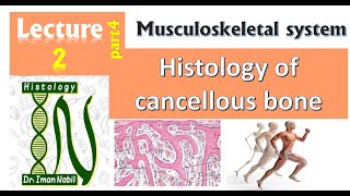 2dHistology of Cancellous bone [upl. by Shugart]