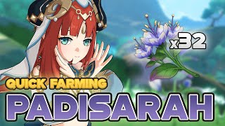 Padisarah Quick Farming Location amp Fast Route  Genshin Impact Sumeru [upl. by Akeimat]