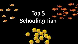 Top 5 Best Schooling Fish for Aquariums Perfect for Community Tanks [upl. by Akiehs662]