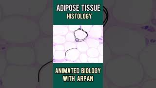 Histology of adipocytes explained in 1 minute  1 minute histology [upl. by Aidan]