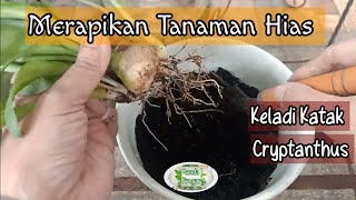 Merapikan Tanaman Hias di Kebun Mini Keladi Katak Dan Cryptanthus [upl. by Notsag]