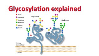 Glycobiology  Glycosylation of proteins  Factors affecting glycosylation [upl. by Zoarah346]