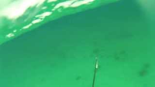 Spearfisherman Attacked by Huge Long Tom [upl. by Lyrad]