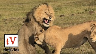 Four Lionesses Defend Their Cubs from Male Lion  Masai Mara Kenya [upl. by Blackman]