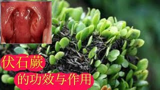 伏石蕨 99 的人不知道它有这种功效的植物。Sisik Naga Lemmaphullum microphullum [upl. by Gunner573]