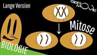 ► Mitose  verständlich erklärt  Lange Version [upl. by Carthy]