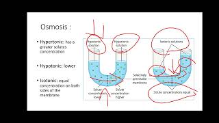 Lab 3 Diffusion and Osmosis [upl. by Pliske378]