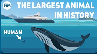 How Large Are Blue Whales Really Size Comparison [upl. by Asirahc472]