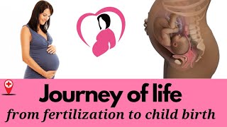 The Incredible Journey From Fertilization to Birth  From Two Cells to One Heartbeat [upl. by Ahsieket]