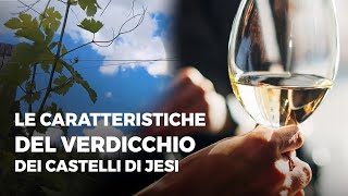 Le caratteristiche del Verdicchio dei Castelli di Jesi con Valerio Canestrari Fattoria Coroncino [upl. by Haleeuqa]