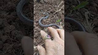 ular cicak  lycodon capucinus  nonvenomous snake indonesia [upl. by Alessig650]