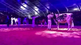 Supreme Champion Holstein Libramont 2019 [upl. by Eceeryt226]