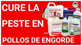 🤯10 PRODUCTOS COMERCIALES para curar EL MOQUILLO 🐣  PESTE en Pollos de engorde💥 [upl. by Atteram]