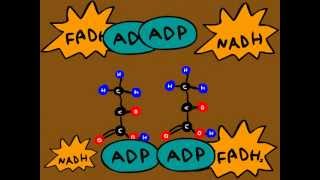 A Cellular Respiration Animation [upl. by Thordis771]