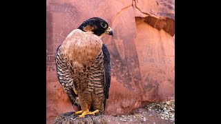 The Falconry Podcast Episode 002 Kestrels in Falconry [upl. by Derwood]