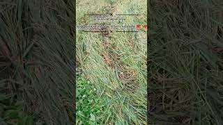 એક આદિવાસી ખેડૂતની હાલત 😥farmer shortvideo farmerjob farmerworks littlefarmers गरीबकिसान [upl. by Ttenrag]