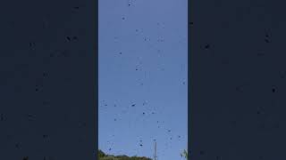 Spring Swarm Countless Japanese Honeybees Take Flight [upl. by Heloise]