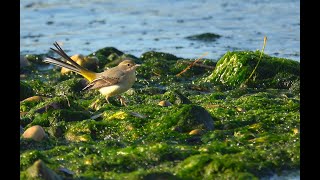 Ballerina gialla Motacilla cinerea [upl. by Ortrud774]