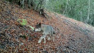 MANADA DE LOBO IBERICO Canis Lupus Signatus [upl. by O'Driscoll778]