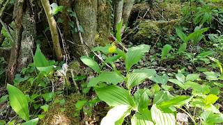 2020 05 21 sabot de vénus en hautemarne une orchidée très rare et protégée Cypripedium calceolus [upl. by Birk]