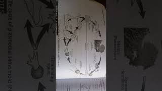 life cycle of plasmodial slime mold physarum biology class 11 [upl. by Asor]