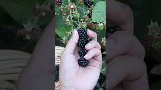 Picking blackberry eating blackberryenjoy fruit cherryfruit plumfruit harvestlife [upl. by Aihsi]