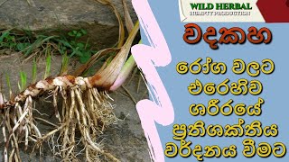 වදකහ  Acorus calamus Sweet Flag  Wild Herbal  Humpty Production Episode1 [upl. by Ydor111]