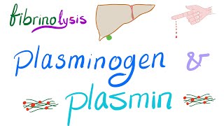 Plasminogen and Plasmin Fibrinolysis  Bleeding and Coagulation  Hematology [upl. by Oicul8]