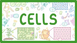 GCSE Biology  Cell Types and Cell Structure 2 [upl. by Damek]