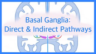 Basal Ganglia The Direct and Indirect Pathways [upl. by Norty94]