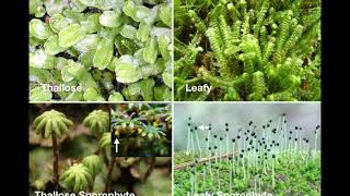 Bryophytes [upl. by Selie]