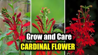 How to Grow and Care For Cardinal Flower A Native Plant [upl. by Amian520]