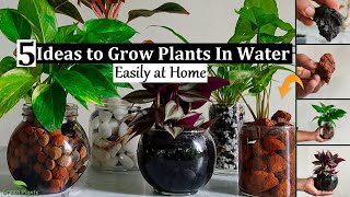 5 Ideas to Grow Plants in Water  Water Garden Plants Indoor  Water Growing plantsGREEN PLANTS [upl. by Holtz]