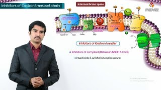 Electron Transport Chain Hindi by Snigdha Goswami [upl. by Eiger]