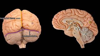 Cerebral Anatomy with simplified explanations of function [upl. by Pevzner]