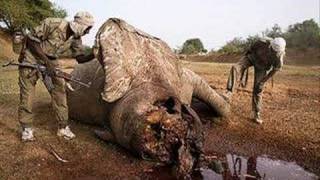 Save African Elephants From Poaching [upl. by Yesiad]