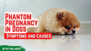 Phantom Pregnancy in Dogs Symptoms and Causes  Pet Health [upl. by Ricketts]