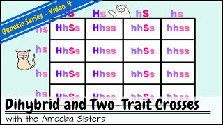 Dihybrid and TwoTrait Crosses [upl. by Takashi334]