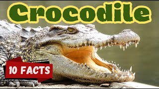 10 facts crocodile for toddlers preschoolers educational crocodilefacts crocodile reptilefacts [upl. by Humberto]