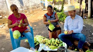 UCHEPOS tamales de elote parientesdelrancho [upl. by Ennovihc]