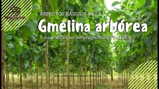 Agronomía CEG Gmelina arborea para Silvopastoreo en PRV [upl. by Haleemaj]