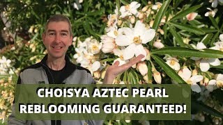 CHOISYA AZTEC PEARL CARE [upl. by Yotal322]