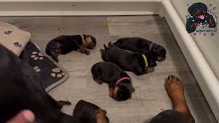 New Born Giant Rottweiler Puppies 2023 Day 6 [upl. by Atrahc]