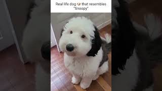 Cute Dogs 😎Funny Dogs😂 Smart Dogs😍  dogshort dogshorts funnydogs [upl. by Sitruc]