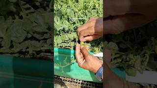 How to hand pollinate watermelon flowers gardening shorts handpollination [upl. by Buzzell]