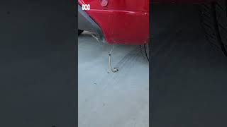 Baby eastern brown snake fighting red back spider under car in Australia  ABC Australia [upl. by Rayshell]