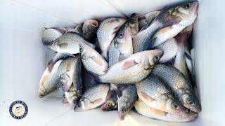 Fishing Secrets For Catching LOADS of White Perch [upl. by Zipporah183]