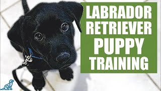 Labrador Retriever Puppy Training Guide  First Week Puppy Training❤️ [upl. by Whorton]